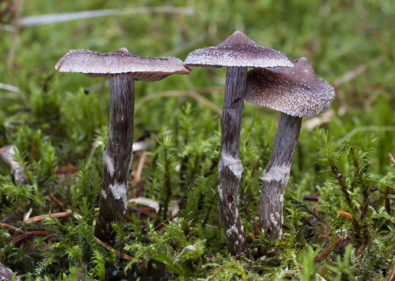 Cortinarius flexipes var. flexipes